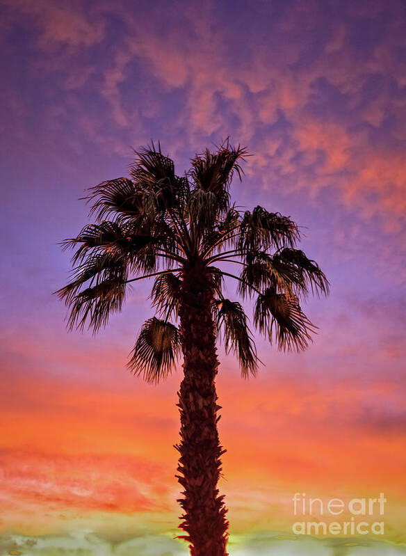 Sunrise Poster featuring the photograph Beautiful Palm Tree Silhouette by Robert Bales