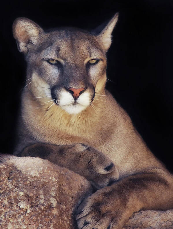 Mountain Lions Poster featuring the photograph Being Observant by Elaine Malott