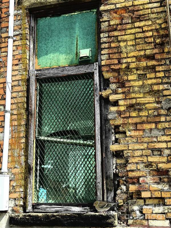 Urban Decay Poster featuring the photograph Bird in the Window by Desiree Paquette