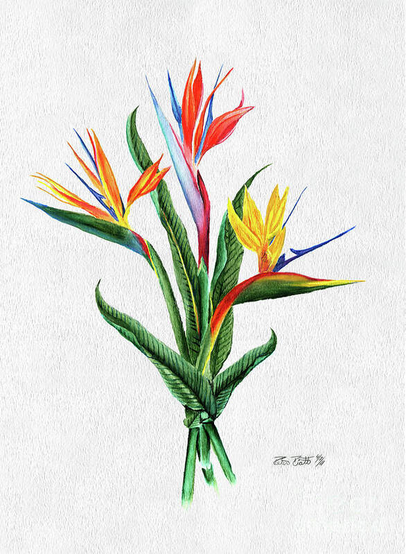 Bird Of Paradise Poster featuring the painting Bird of Paradise by Peter Piatt