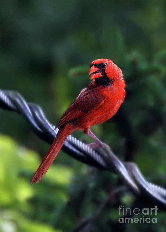 Male Cardinals Poster featuring the photograph Bird On A Wire by Geoff Crego
