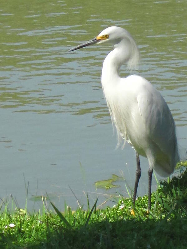 Egret Poster featuring the photograph Bird by Sandy Taylor