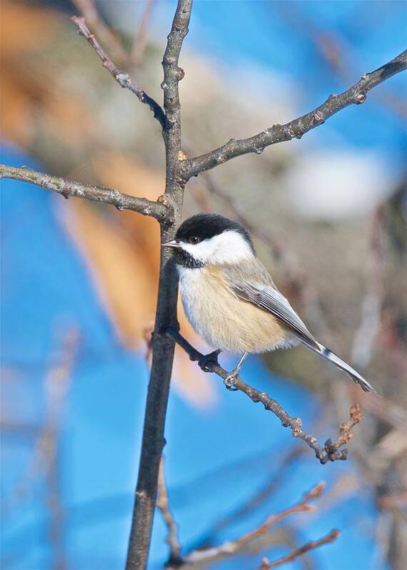 Tagspoecile Poster featuring the photograph Black Capped Chickadee 1140 by Michael Peychich