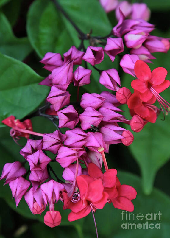 Bleeding Heart Vine Poster featuring the photograph Bleeding Heart Vine Macro by Carol Groenen