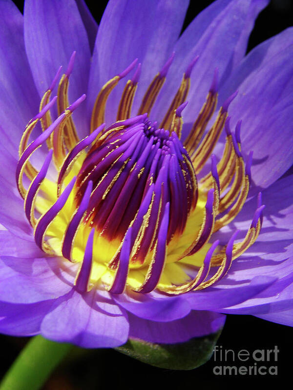 Flower Poster featuring the photograph Bloom Burst by Mark Holbrook