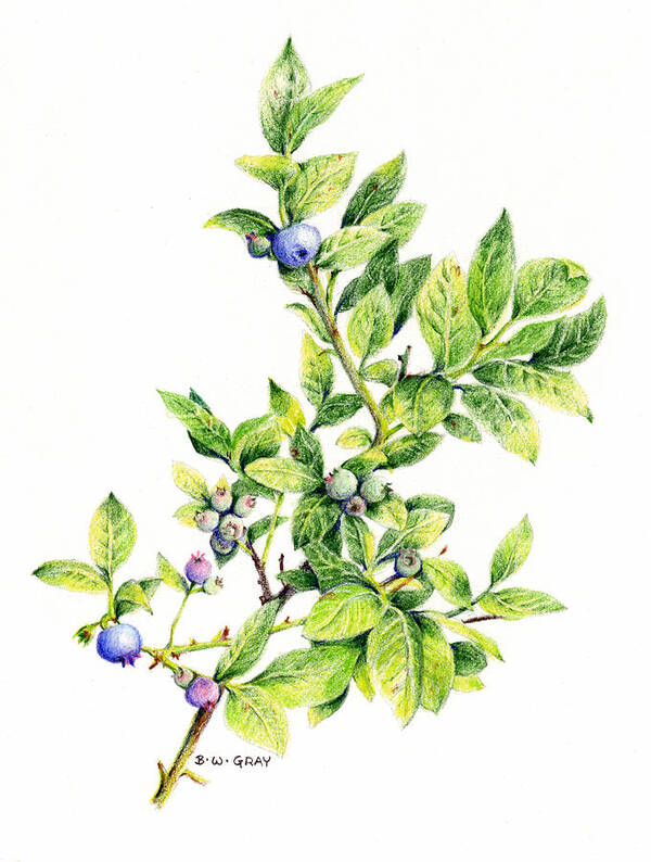 Blueberry Poster featuring the drawing Blueberry Branch by Betsy Gray