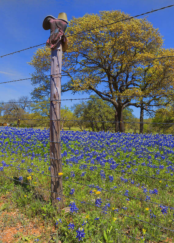 Bluebonnets Poster featuring the photograph Bluebonnet Boot Post by Stephen Stookey