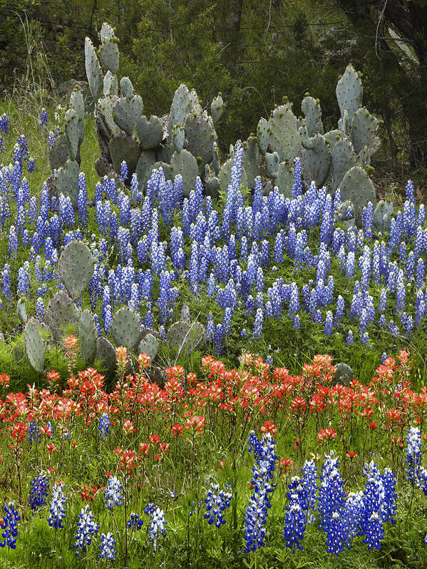 Mp Poster featuring the photograph Bluebonnet Paintbrush and Prickly Pear by Tim Fitzharris