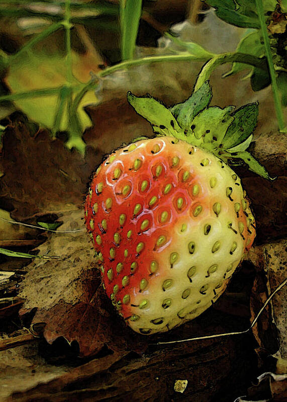 Strawberry Poster featuring the photograph Blushing Strawberry by Margie Avellino