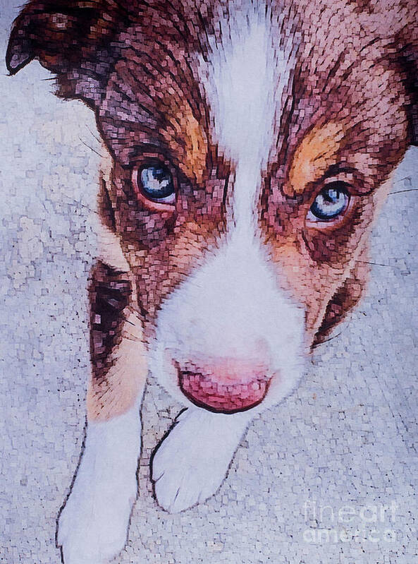 Dog Poster featuring the digital art Border Collie puppy II by Jackie MacNair