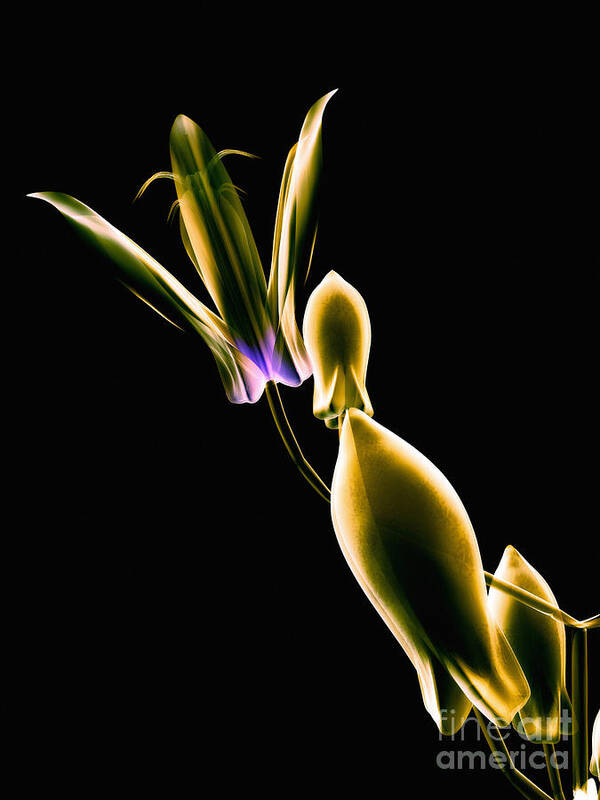 Art Poster featuring the digital art Botanical Study 1 by Brian Drake - Printscapes