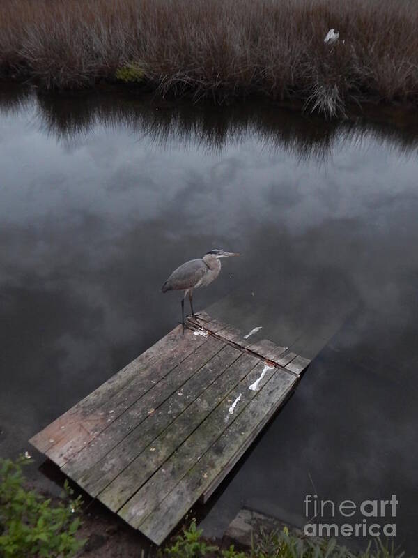  At Twilight A Heron Rests On The Float An Alligator Usually Occupies.clouds Reflect In The Water Of A Baoyu Near The Ocean On Florida's Gulf Coast. Poster featuring the photograph Brave Heron by Priscilla Batzell Expressionist Art Studio Gallery