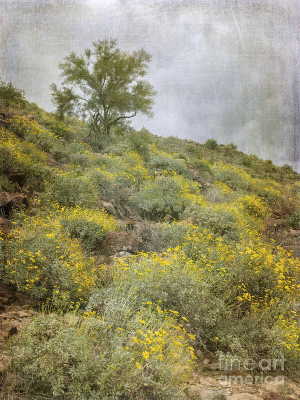 Brittle Bush Poster featuring the photograph Brittlebush Wildflowers by Tamara Becker