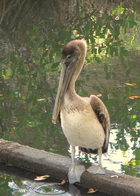 Art Poster featuring the photograph Brown Pelican by T Guy Spencer