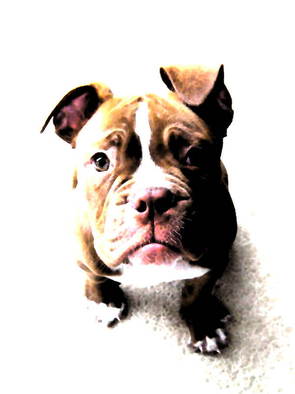 Bulldog Poster featuring the digital art Bulldog Puppy by Michael Tompsett
