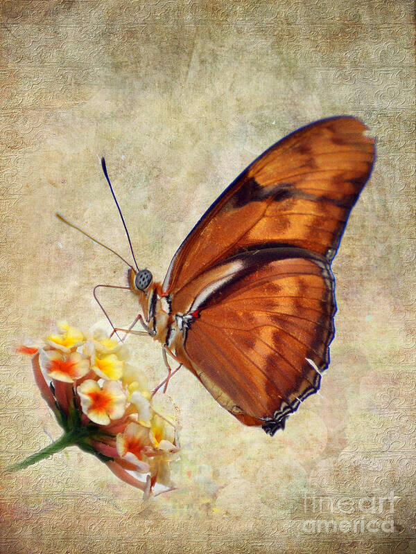 Butterfly Poster featuring the pyrography Butterfly by Savannah Gibbs