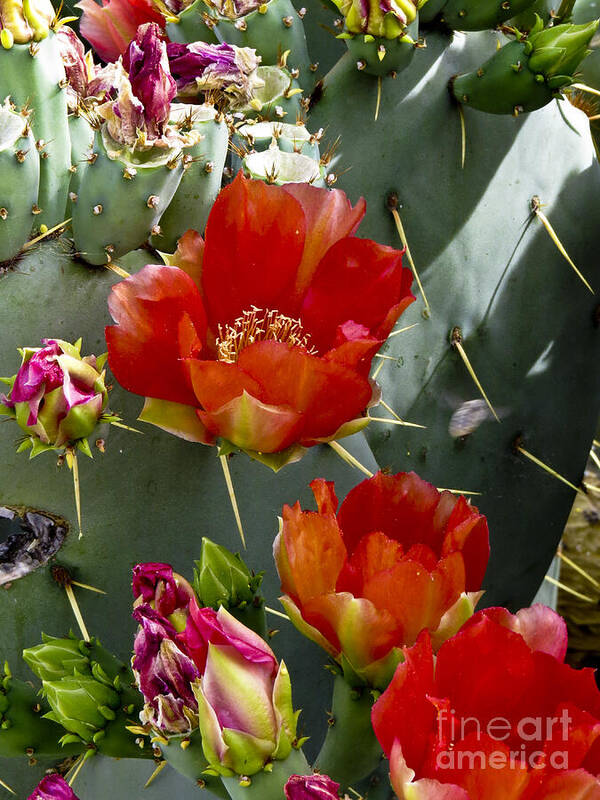 Arizona Poster featuring the photograph Cactus Blossom by Kathy McClure