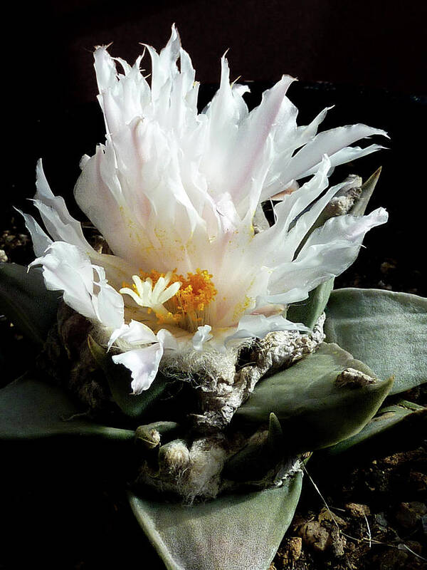 Cactus Poster featuring the photograph Cactus Flower 8 by Selena Boron