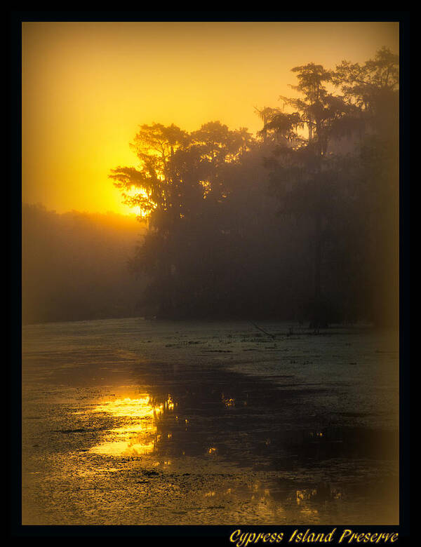 Orcinus Fotograffy Poster featuring the photograph Cajun Gold by Kimo Fernandez