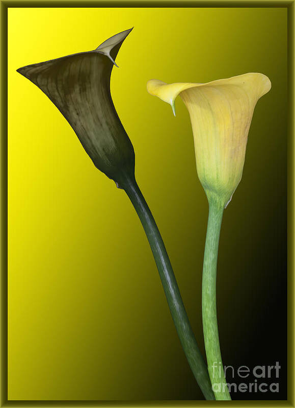 Cala Lilies Poster featuring the photograph Cala Lilies Opposites by Shirley Mangini