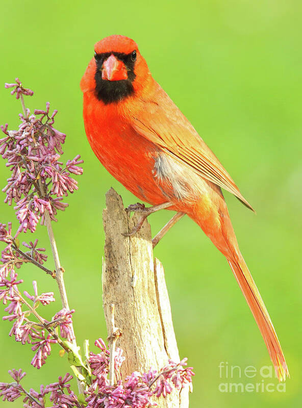 Bird Poster featuring the photograph Cardinal Flowery Perch by Max Allen