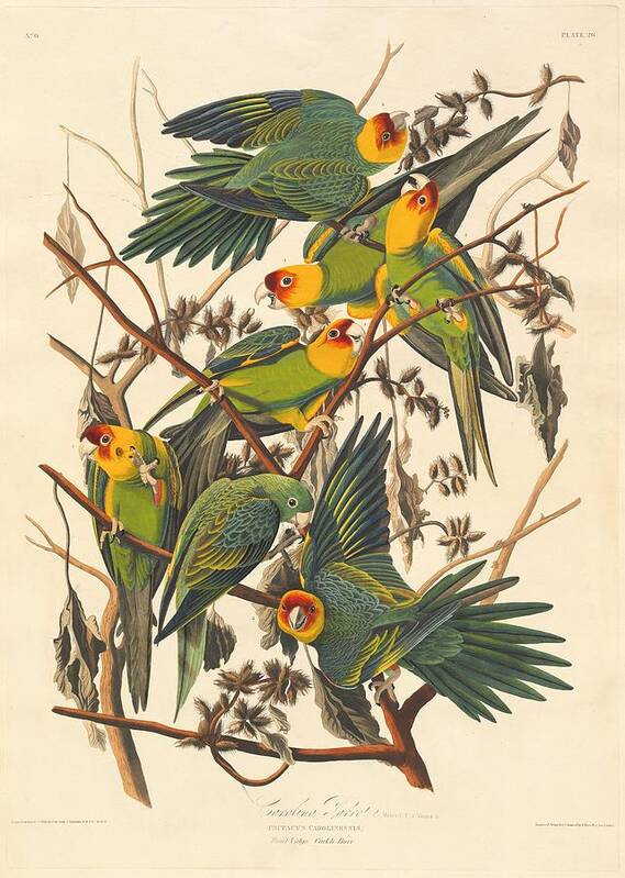Audubon Poster featuring the drawing Carolina Parrot by Dreyer Wildlife Print Collections 