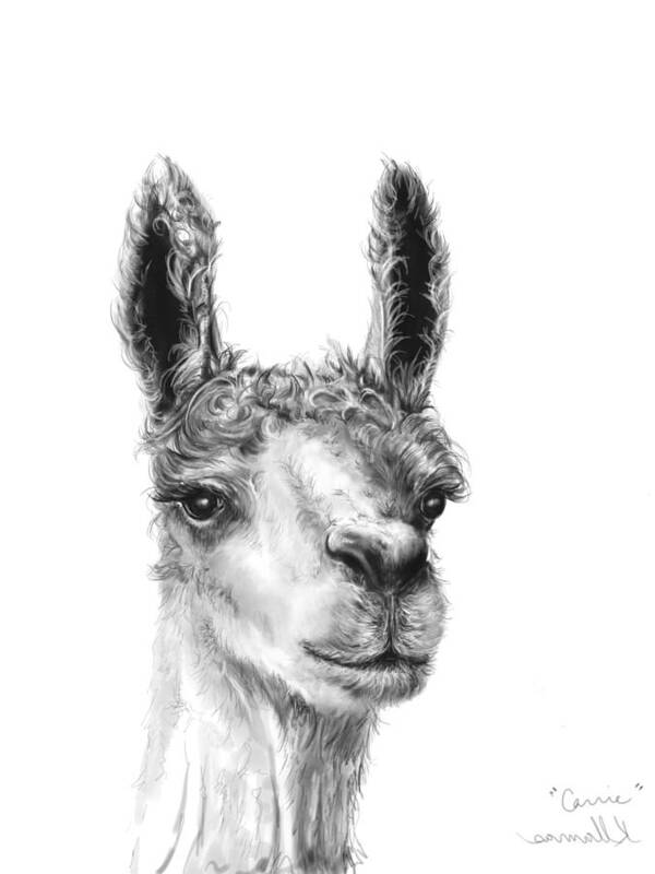 Llama Art Poster featuring the drawing Carrie by Kristin Llamas