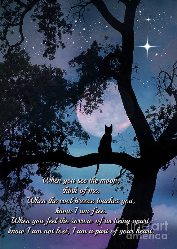 Cat Poster featuring the photograph Cat Poem and Memorial by Stephanie Laird