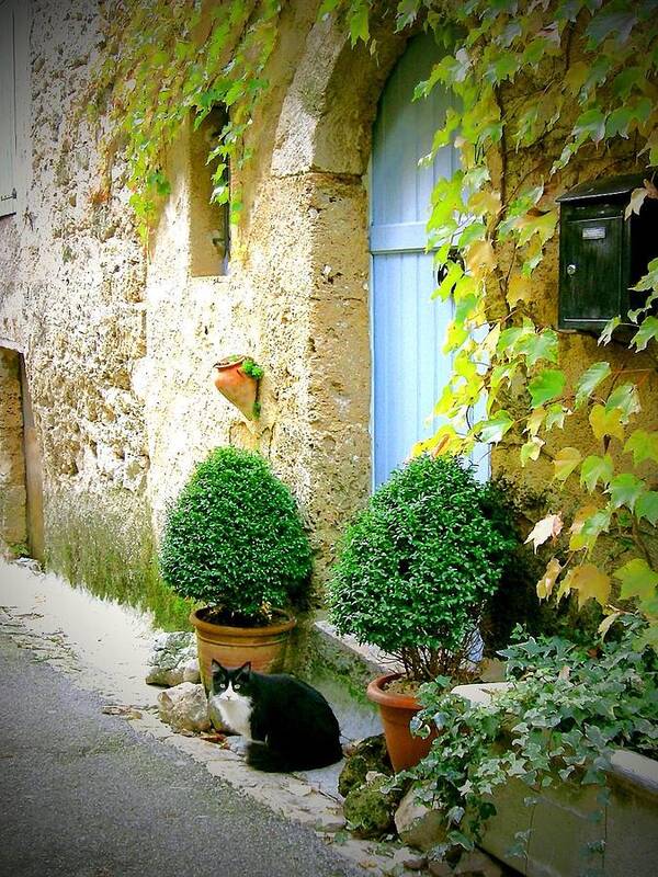 Cat Poster featuring the photograph Cat Sitting In The Street by Yannick Guerin