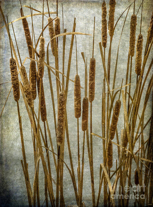 Cattails Poster featuring the photograph Cattails by Tamara Becker