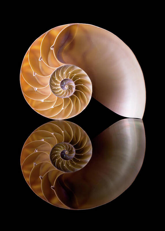 Sea Shell Poster featuring the photograph Chambered Nautilus by Jim Hughes