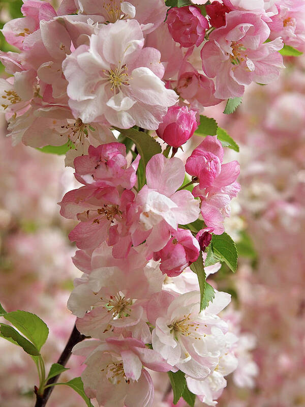 Cherry Blossom Poster featuring the photograph Cherry Blossom Closeup Vertical by Gill Billington