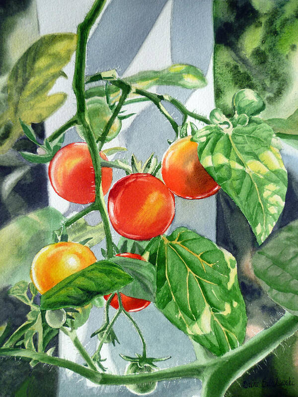 Tomato Poster featuring the painting Cherry Tomatoes by Irina Sztukowski