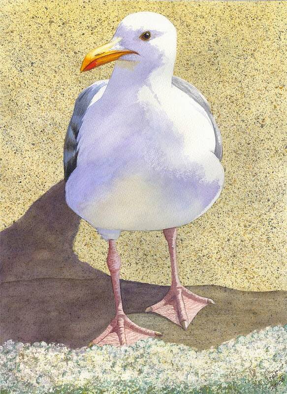 Seagull Poster featuring the painting Chilly by Catherine G McElroy