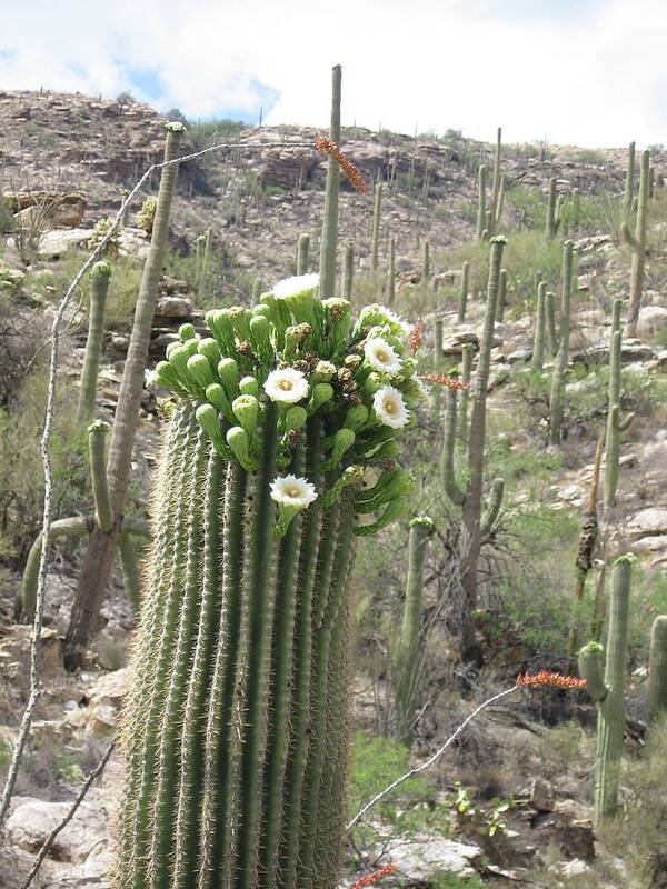 Saguaro Cactus Poster featuring the photograph Cinco de Mayo by Judith Lauter