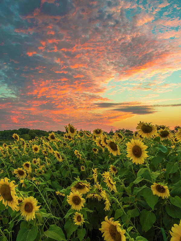  Poster featuring the photograph Colby Farm sunflowers by Bryan Xavier