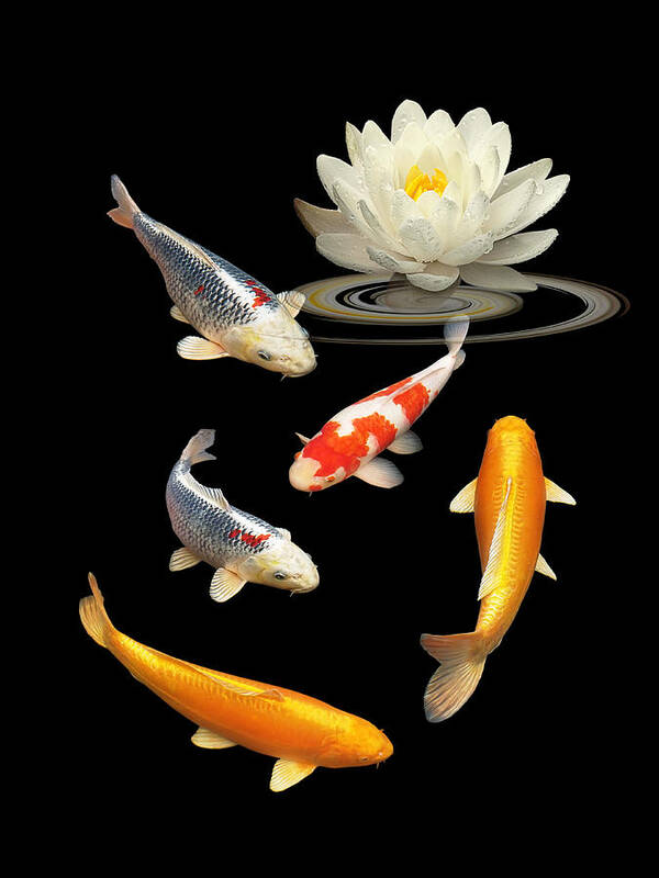 Fish Poster featuring the photograph Colorful Koi With Water Lily by Gill Billington