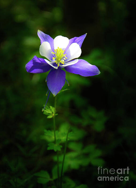 Columbine Poster featuring the photograph Columbine by The Forests Edge Photography - Diane Sandoval