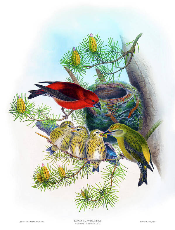 Common Crossbill Poster featuring the painting Common Crossbill Antique Bird Print John Gould HC Richter Birds of Great Britain by Orchard Arts