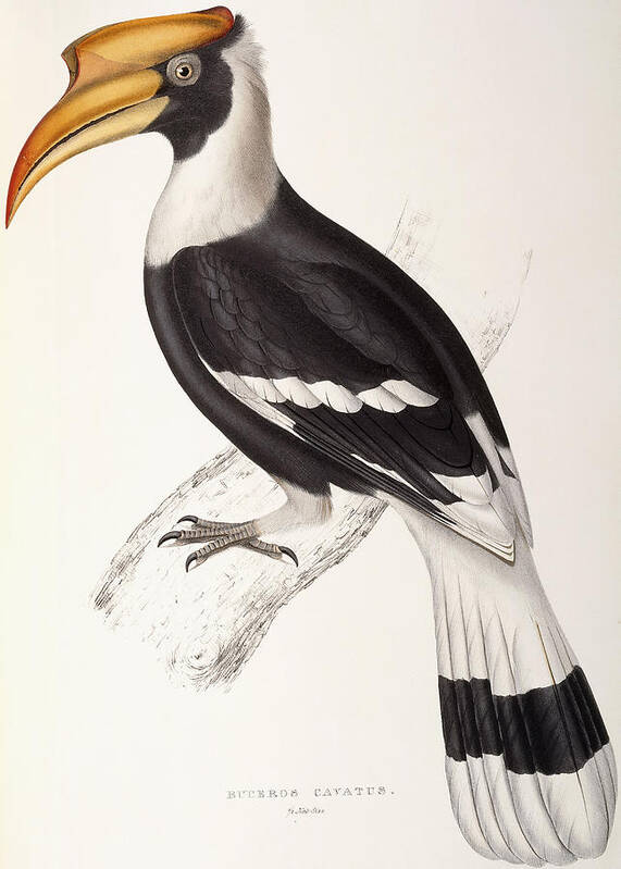 Hornbill Poster featuring the painting Concave Hornbill by John Gould