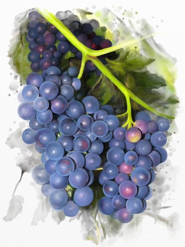 Painting Poster featuring the painting Concord grape by Ivana Westin