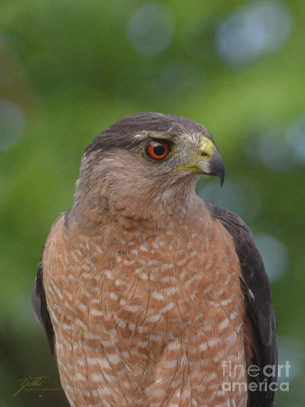 Bird Poster featuring the photograph Cooper's Hawk II by Suzette Kallen