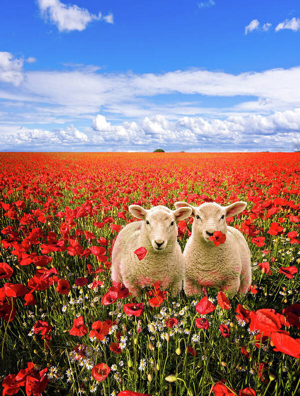 Landscape Poster featuring the photograph Corn Poppies And Twin Lambs by Meirion Matthias
