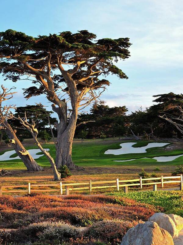 Cypress Point Poster featuring the photograph Cypress Point Golf by Connor Beekman