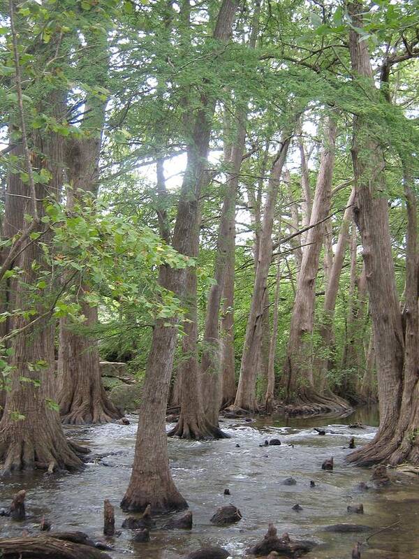 Creek Poster featuring the photograph Cypress Trees Cypress Knees by Rebecca Shupp