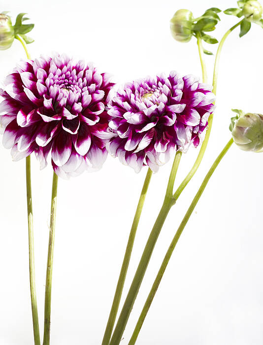 Purple Poster featuring the photograph Dahlias by Rebecca Cozart