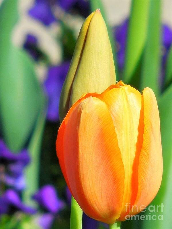 Tulip Poster featuring the photograph Dazzling Tulip by Chad and Stacey Hall