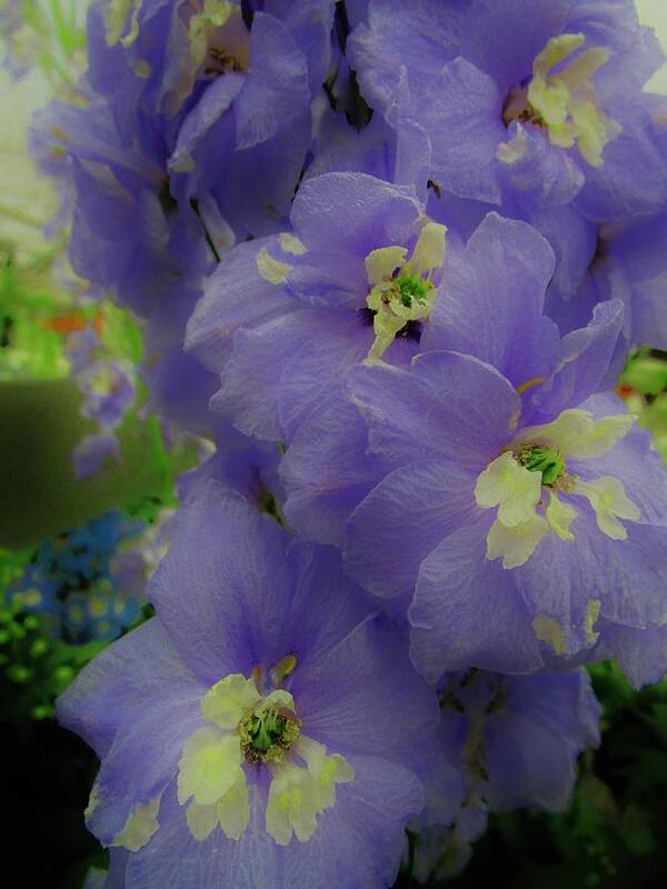 Delphinium Poster featuring the photograph Delphinium Blues by Sharon Ackley