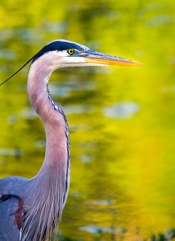 Autumn Poster featuring the photograph Details of a Great Blue Heron by Parker Cunningham