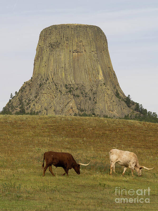 Wyoming Poster featuring the photograph Devils Tower 2 by Tracy Knauer